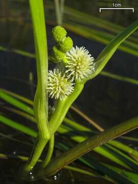 Image of American bur-reed