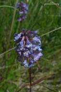 Image of littleflower penstemon