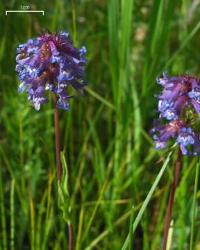 Image of littleflower penstemon