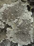 Image of Puffed sunken-disk lichens