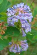 Image of littleflower penstemon