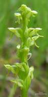 Image de Platanthera huronensis Lindl.