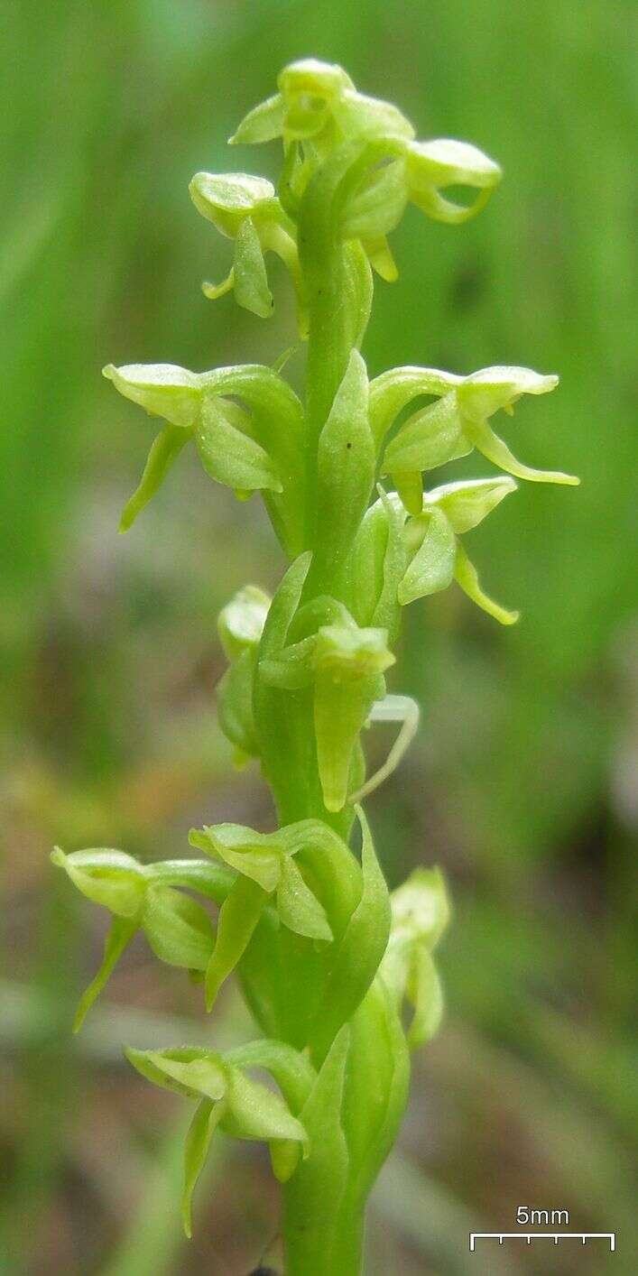 Image de Platanthera huronensis Lindl.