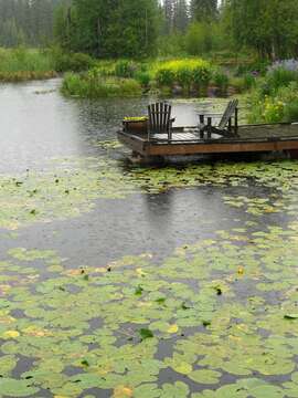 Image of Nuphar variegata Engelm. ex Dur.