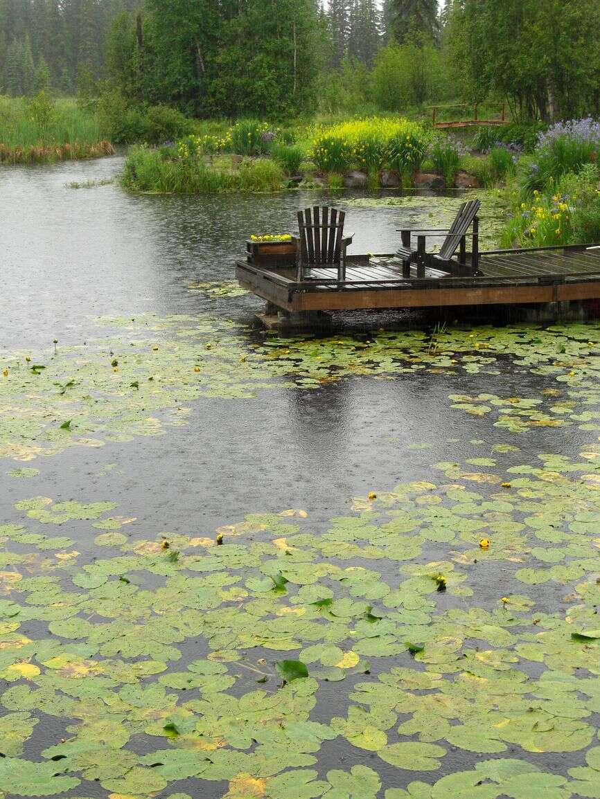 Image de Nuphar variegata Engelm. ex Dur.