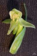 Image of Huron green orchid