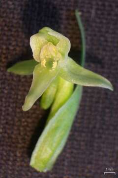 Image de Platanthera huronensis Lindl.