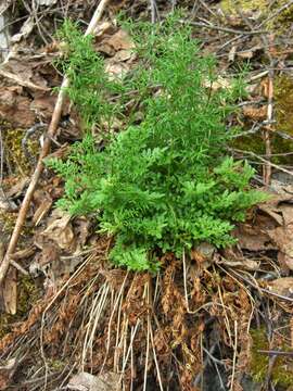 Sivun Cryptogramma acrostichoides R. Br. apud Richards. kuva