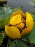 Image de Nuphar variegata Engelm. ex Dur.