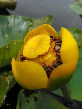 Image of Nuphar variegata Engelm. ex Dur.