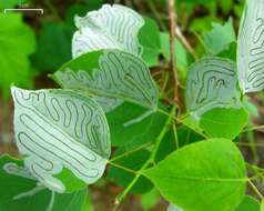 Image of Common Aspen Leaf Miner