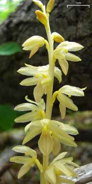 Image of Striped coralroot