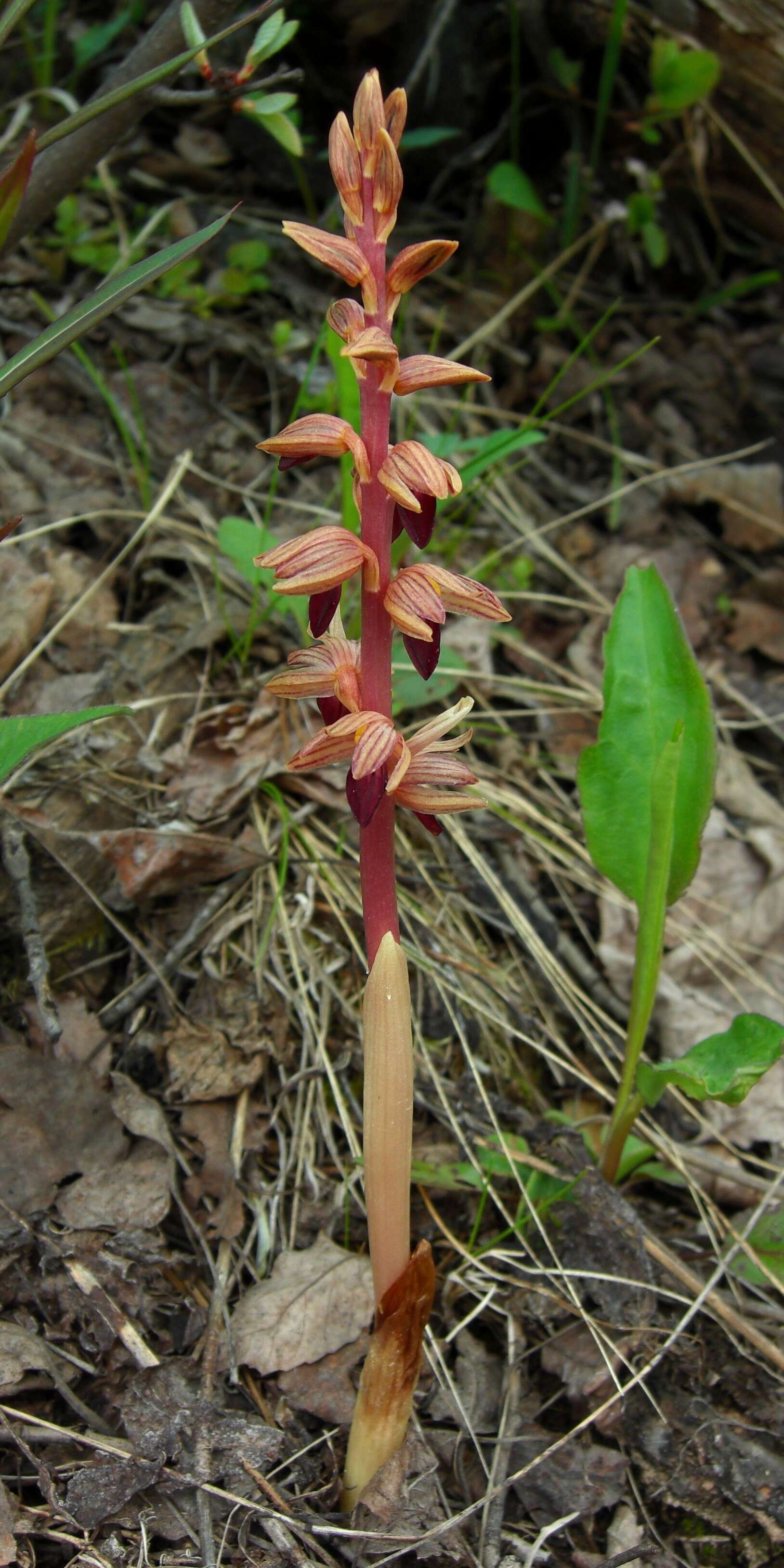 Image of Striped coralroot