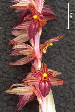 Image of Striped coralroot