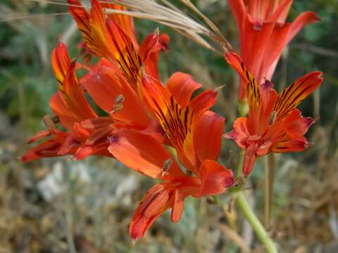 Image of Alstroemeria ligtu L.