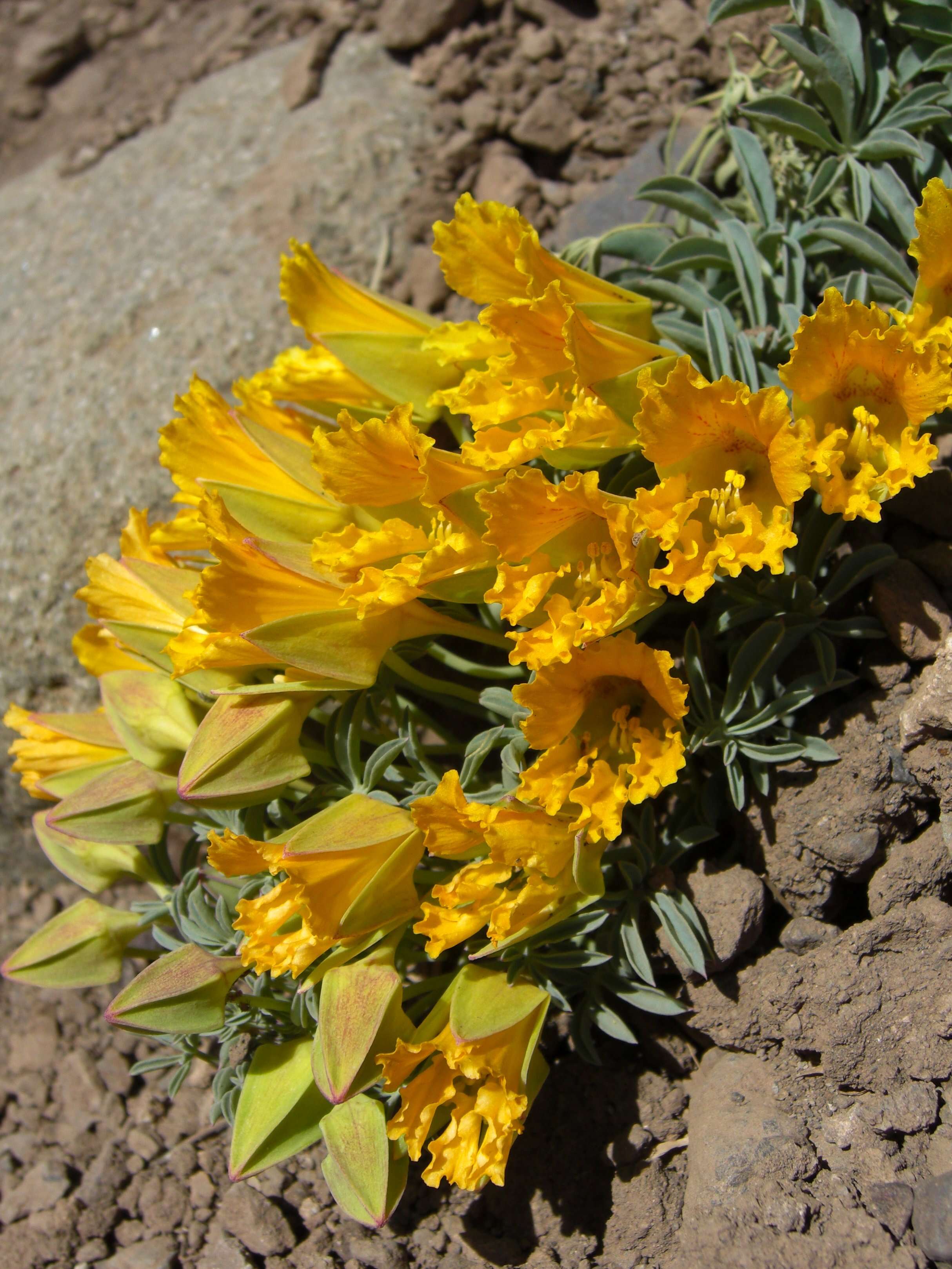 Image of Tropaeolum polyphyllum Cav.