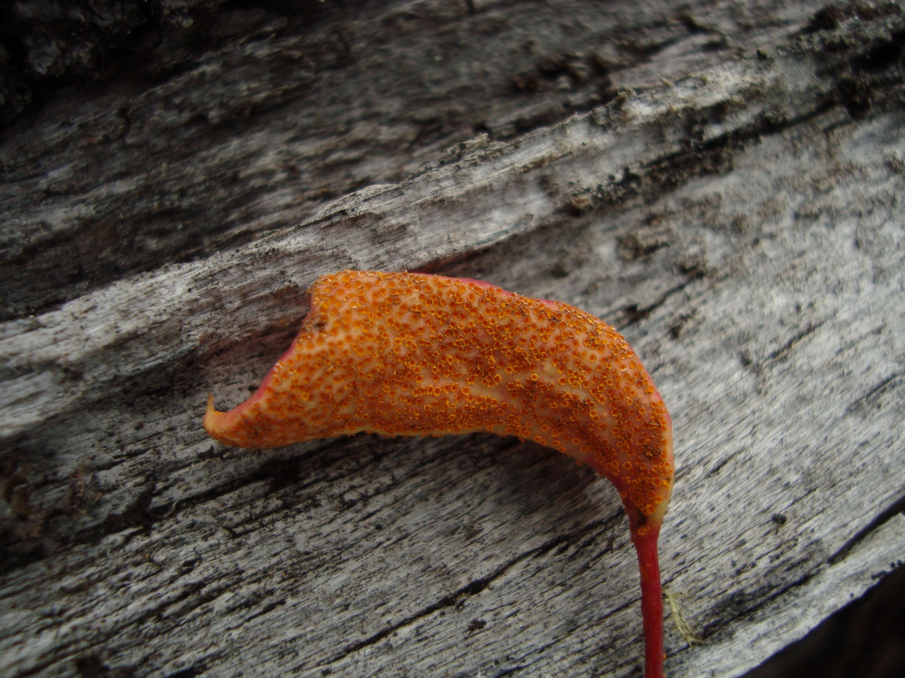 Image of Puccinia magellanica (Berk.) E. K. Cash 1972