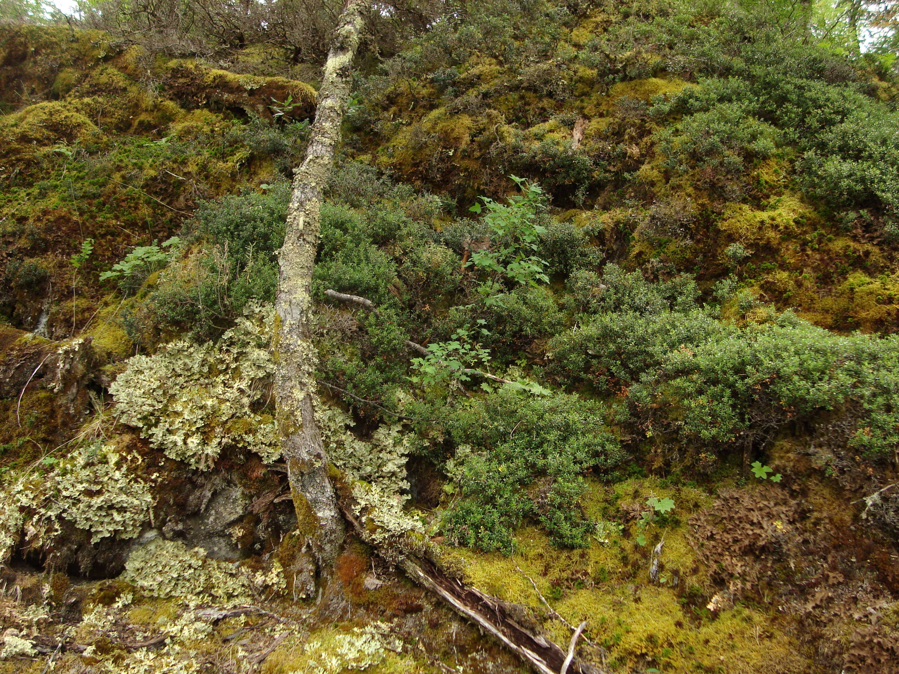 Image of spotted felt lichen