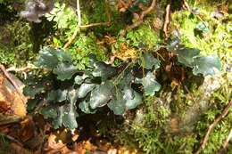 Image of spotted felt lichen