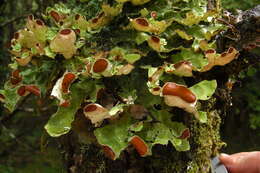 Image of Nephromataceae