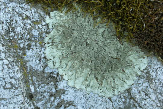 Image of Mexican xanthoparmelia lichen