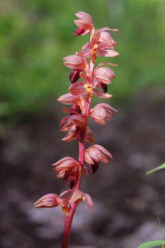 Image of Striped coralroot