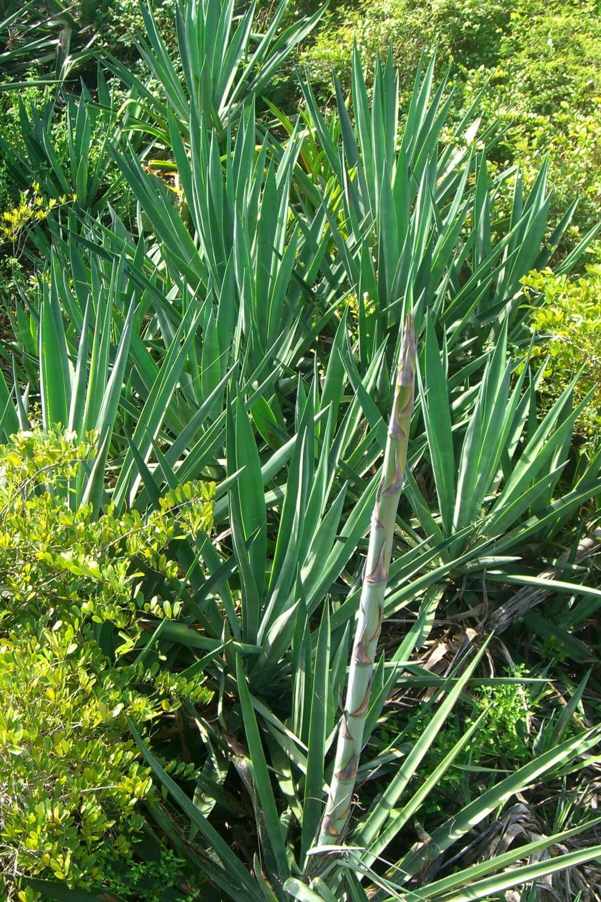 Image of Bay-leaved caper