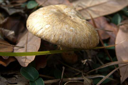 Image of Suillus decipiens (Peck) Kuntze 1898