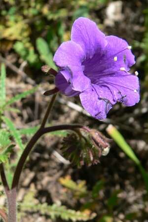 Image of wild canterbury bells