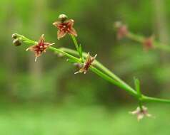 Image of purple bedstraw