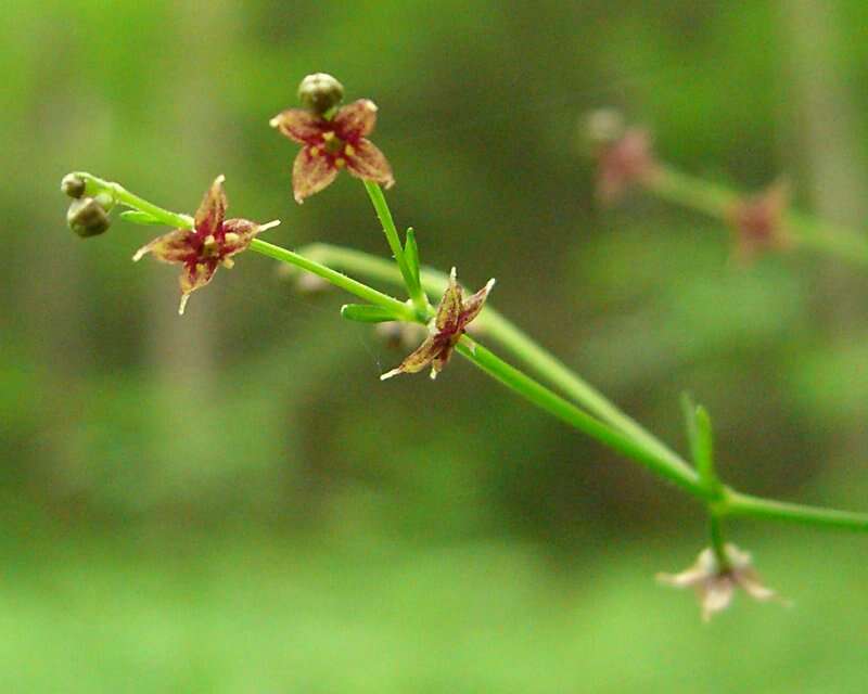 Image of purple bedstraw