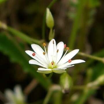 Imagem de Stellaria graminea L.