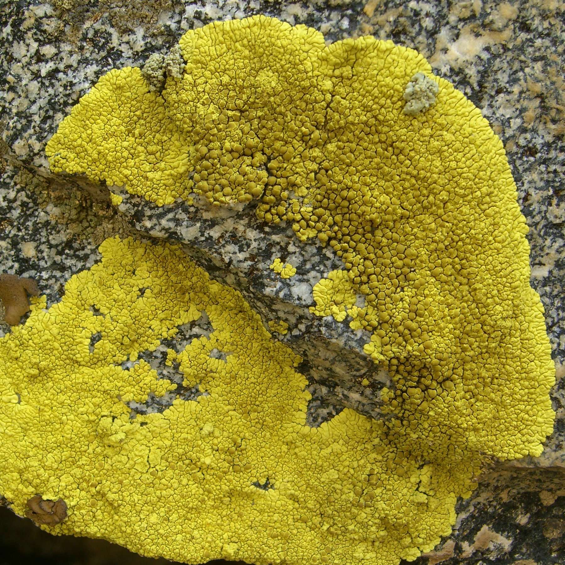 Image of Pleopsidium