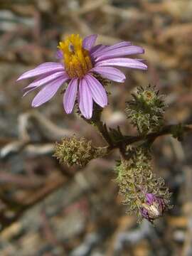 Sivun Corethrogyne filaginifolia (Hook. & Arn.) Nutt. kuva