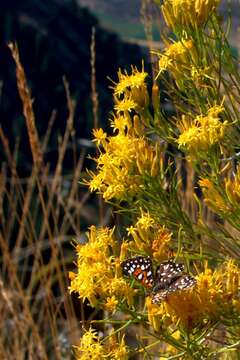 Image de Ericameria nauseosa (Pall. ex Pursh) G. L. Nesom & G. I. Baird