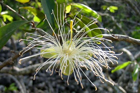 Image of Bay-leaved caper