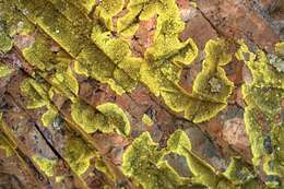 Image of Gold cobblestone lichen