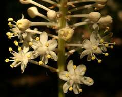 Image of amianthium