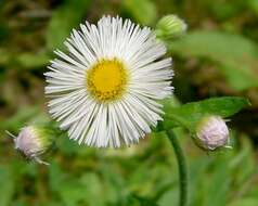 Image of Philadelphia fleabane