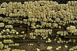 Image of Ceramic fungus