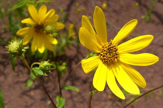 Слика од Helianthus hirsutus Rafin.