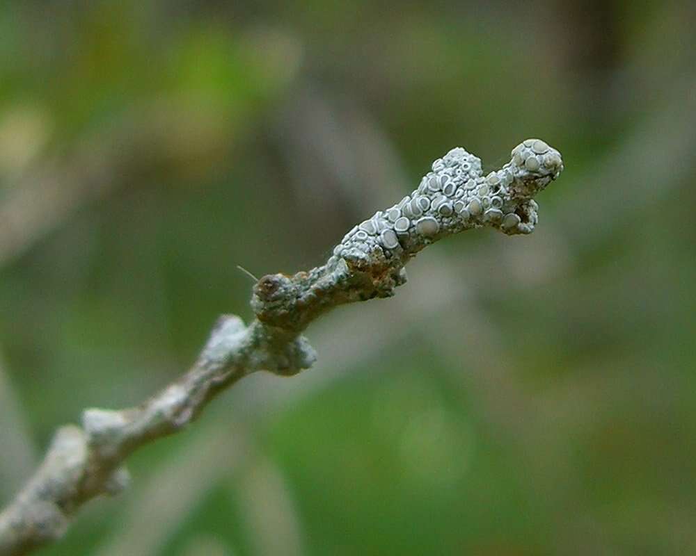 Image de Lecanora hybocarpa (Tuck.) Brodo