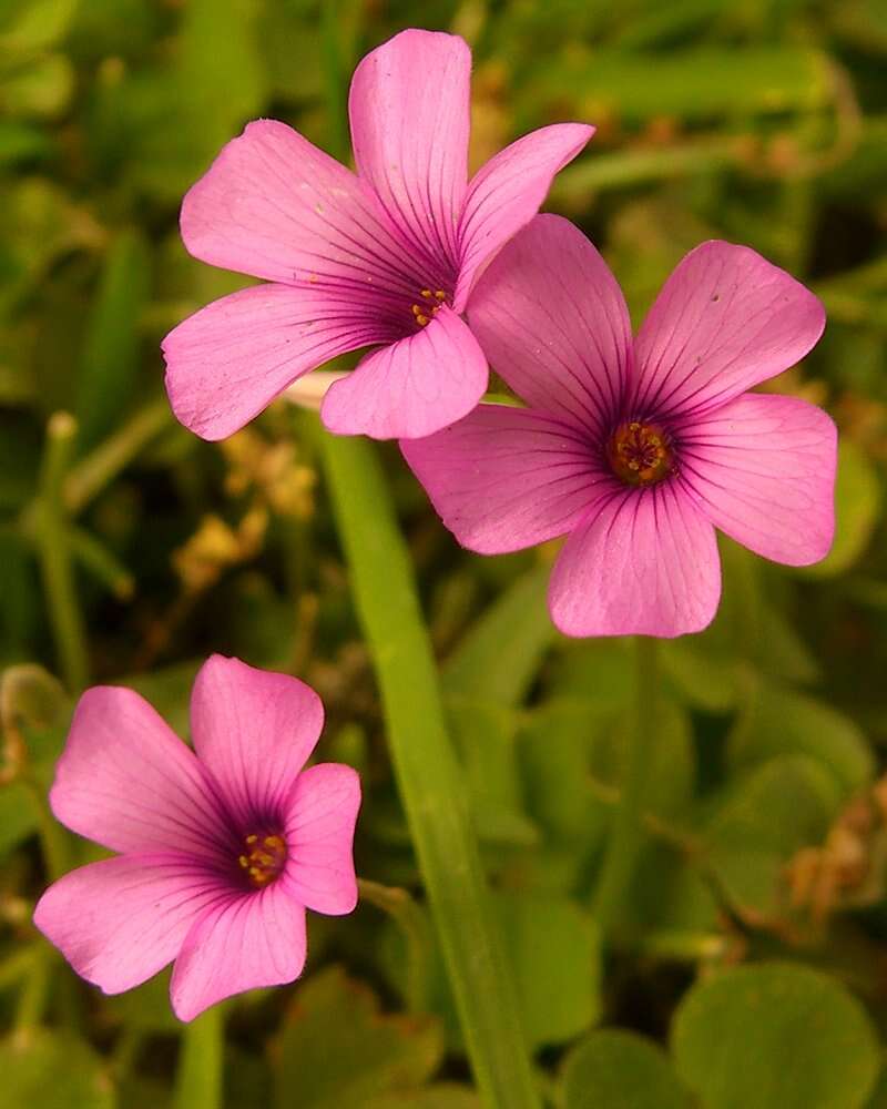 Image of windowbox woodsorrel