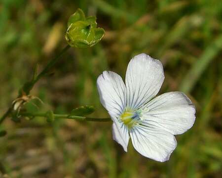 Image of pale flax