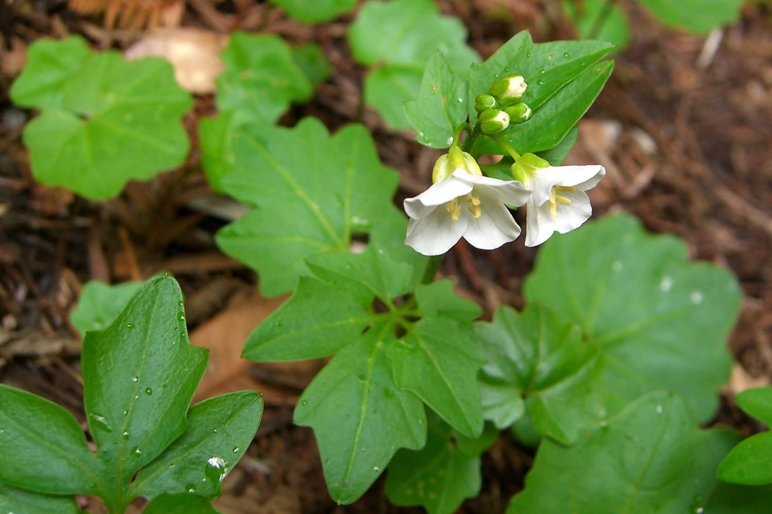 Image of Nuttall's toothwort