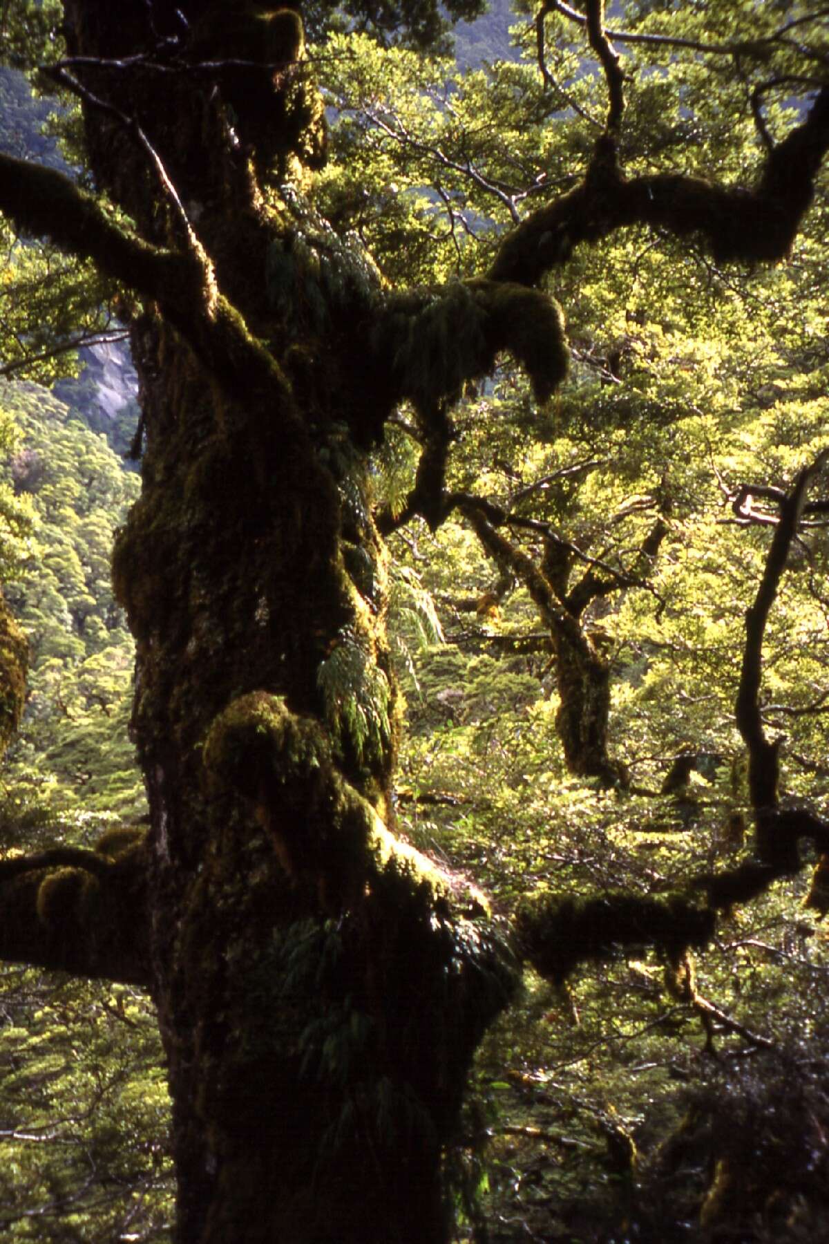 Image of Silver beech