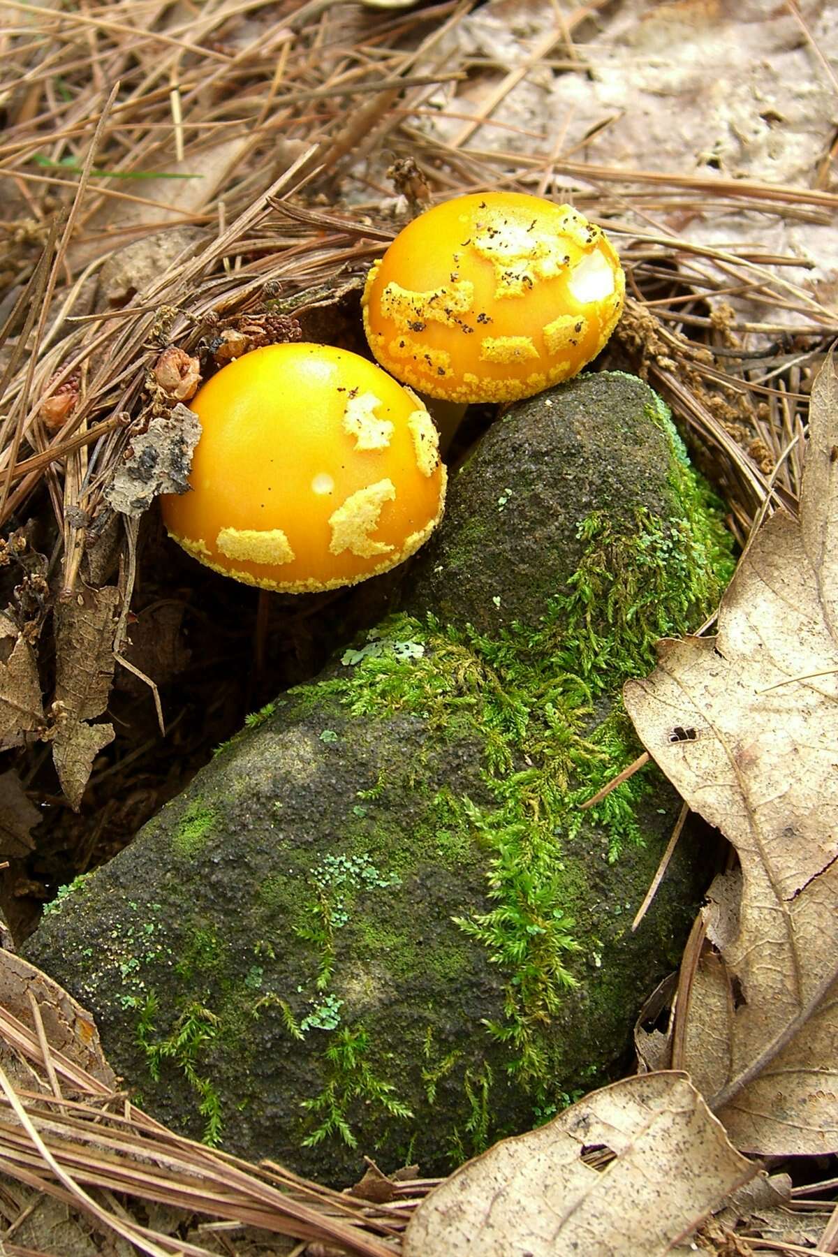 Image of Amanita flavoconia G. F. Atk. 1902