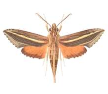 Image of Eupanacra micholitzi (Rothschild & Jordan 1893)