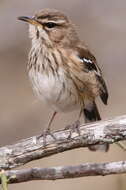 Image of White-browed Scrub Robin