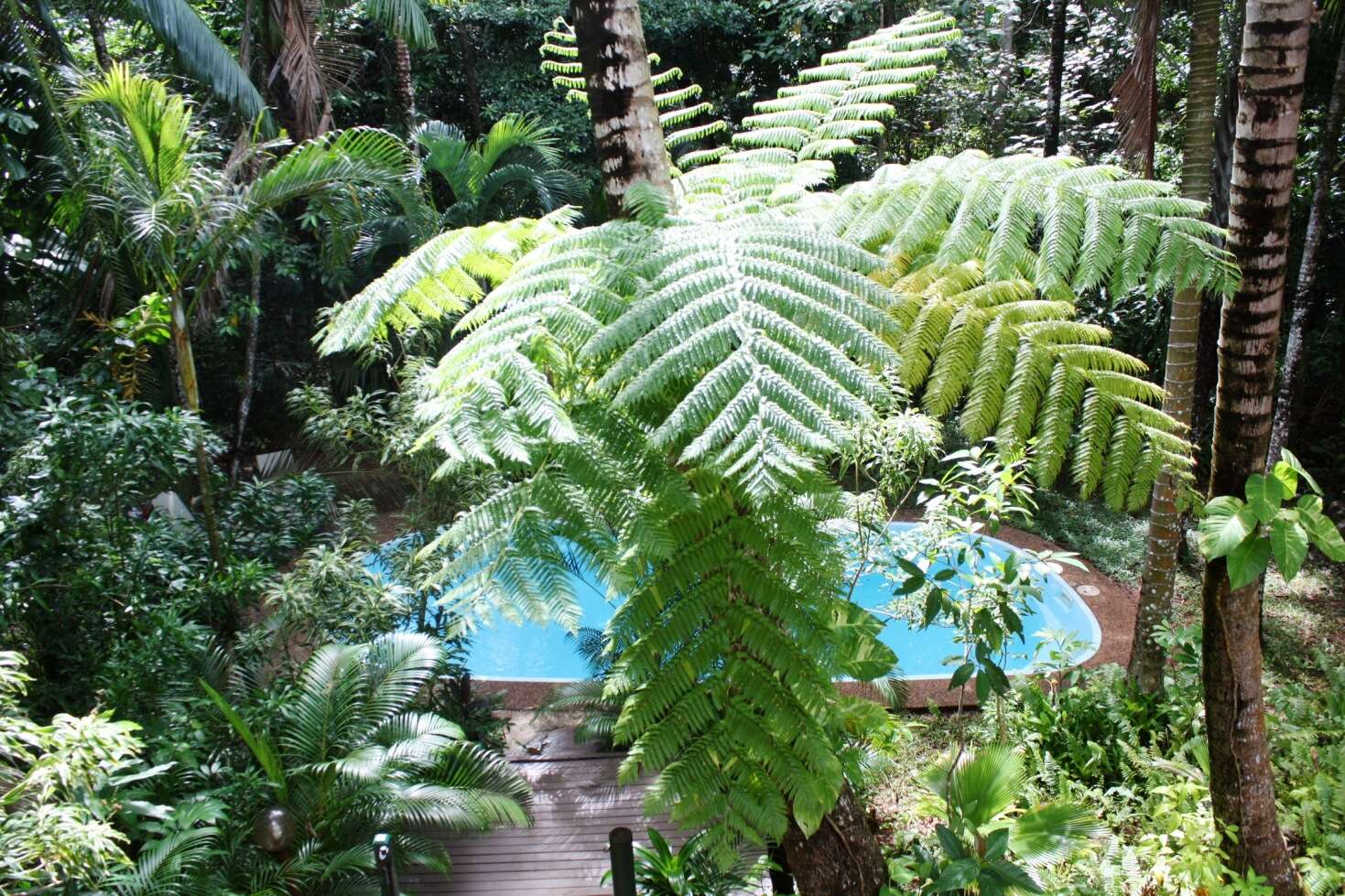 Image of Rough Tree Fern